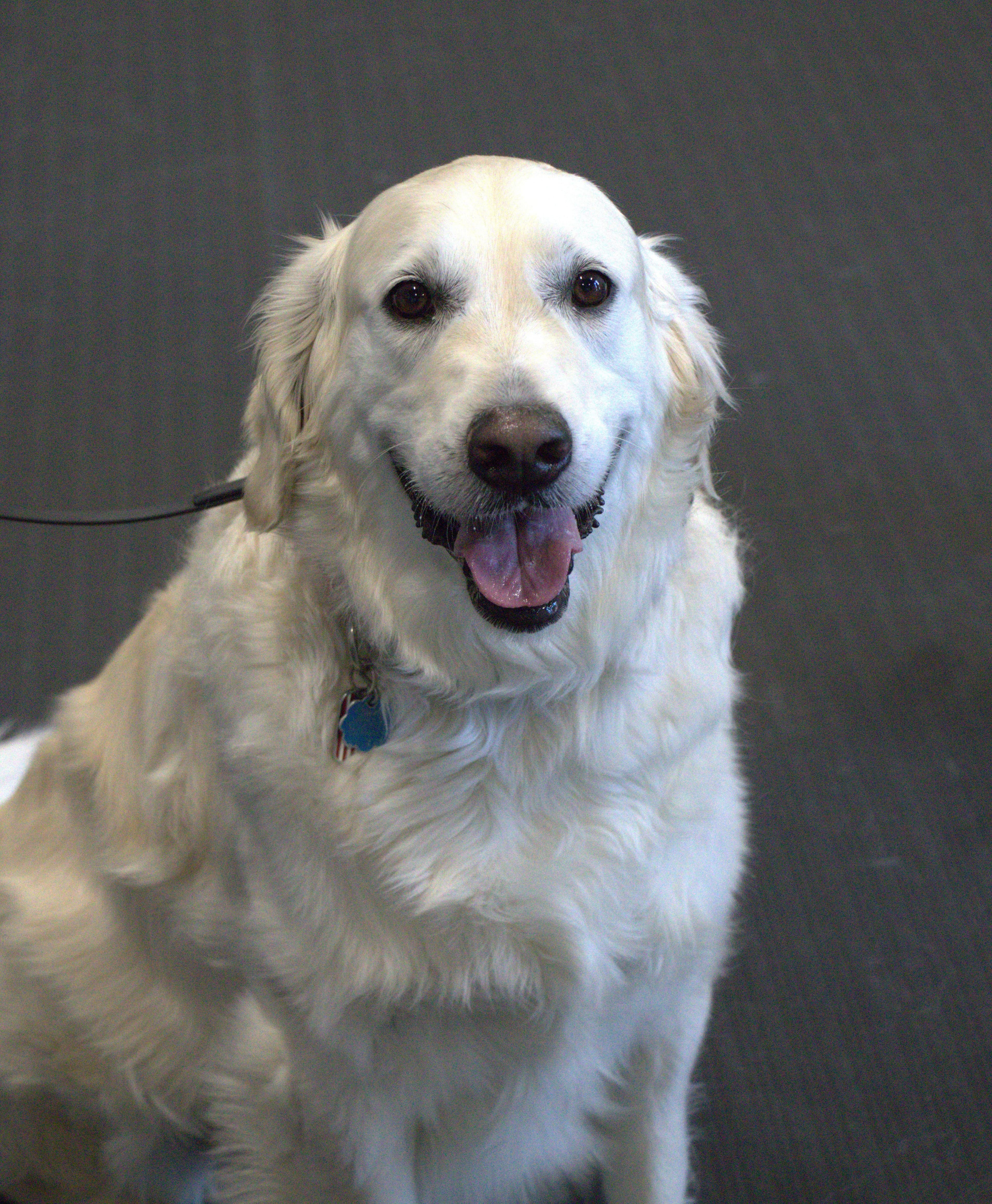 dog grooming
