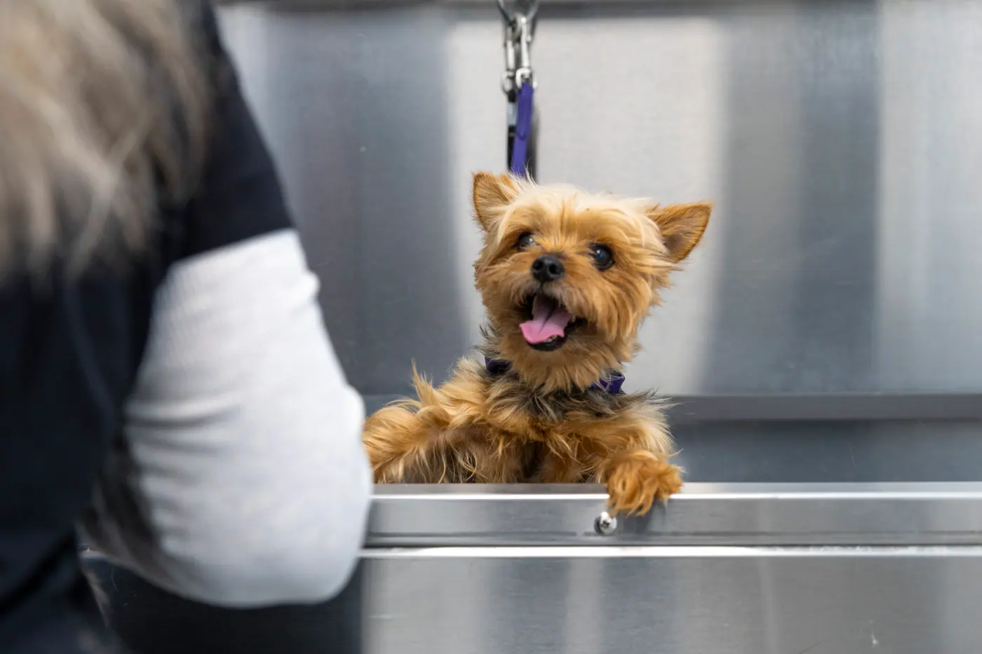 smiling puppy