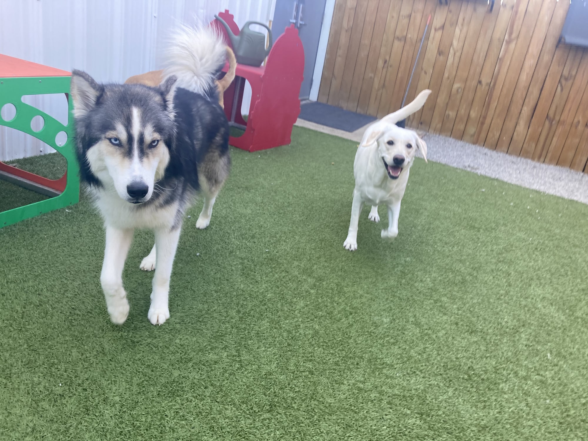 dog receiving attentive care at Resort 4 Paws