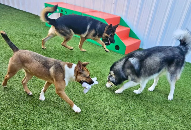Dogs playing in the playground