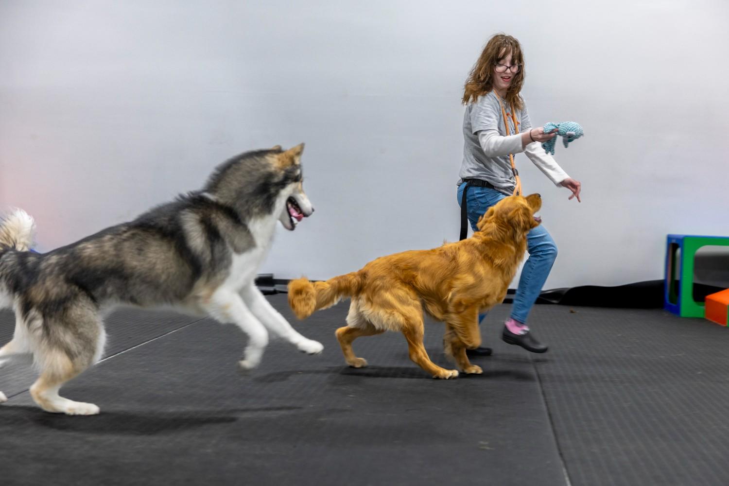 dog boarding