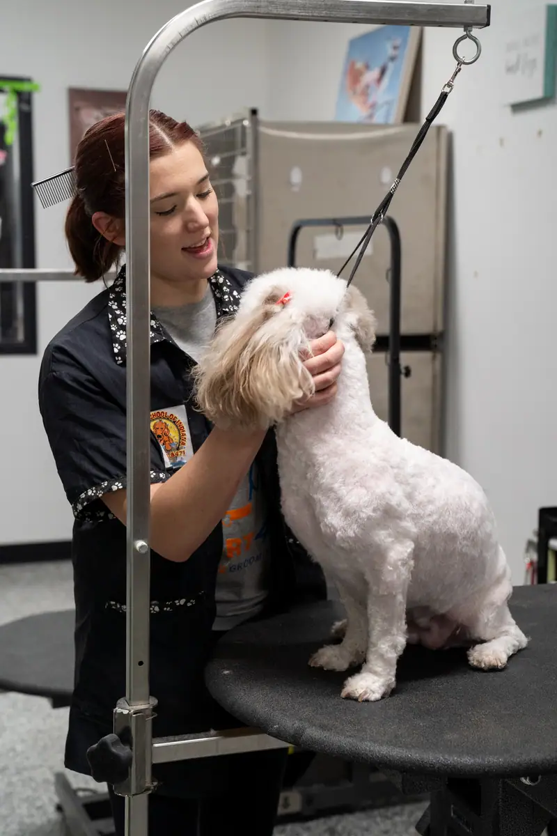 Dog after a grooming visit