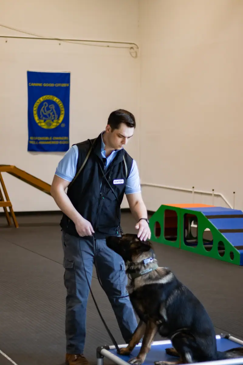 Resort 4 Paws training activity
