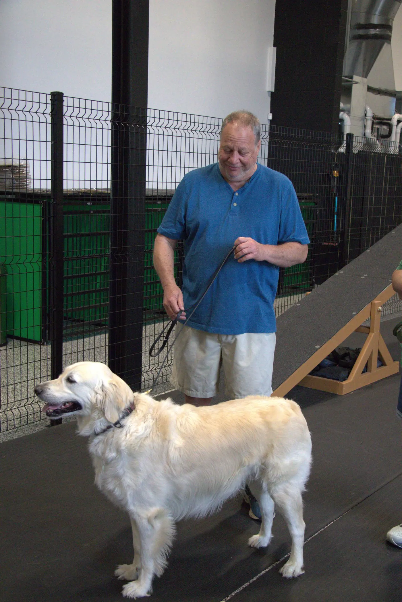 Dogs socializing during Louisville daycare at Resort 4 Paws
