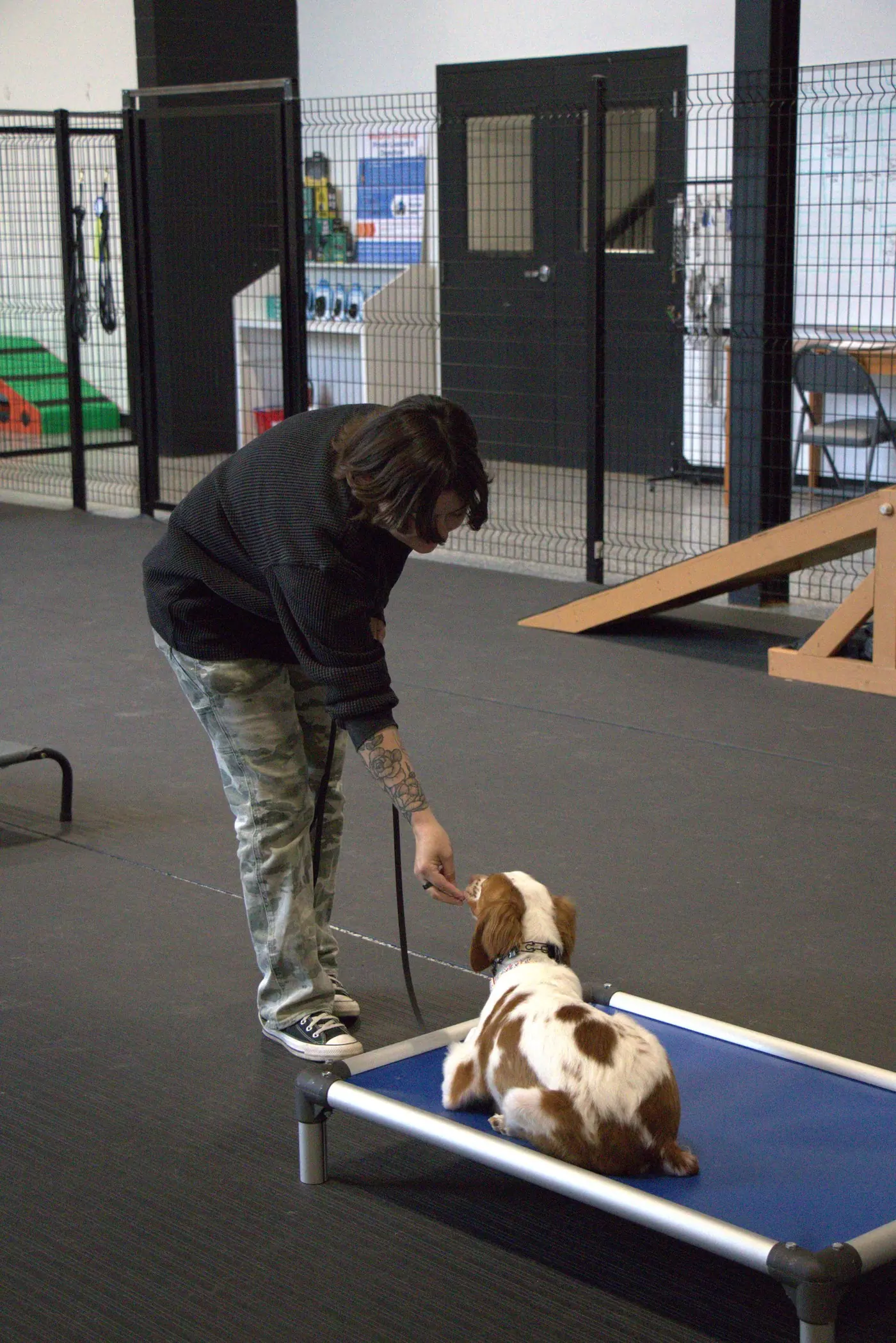 Indoor and outdoor daycare supervision at Resort 4 Paws