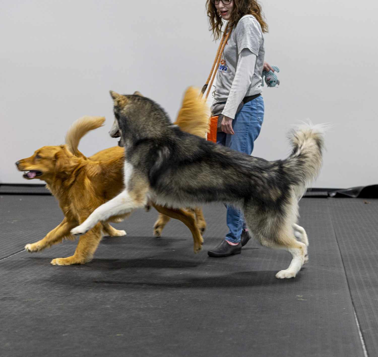 dog  day care