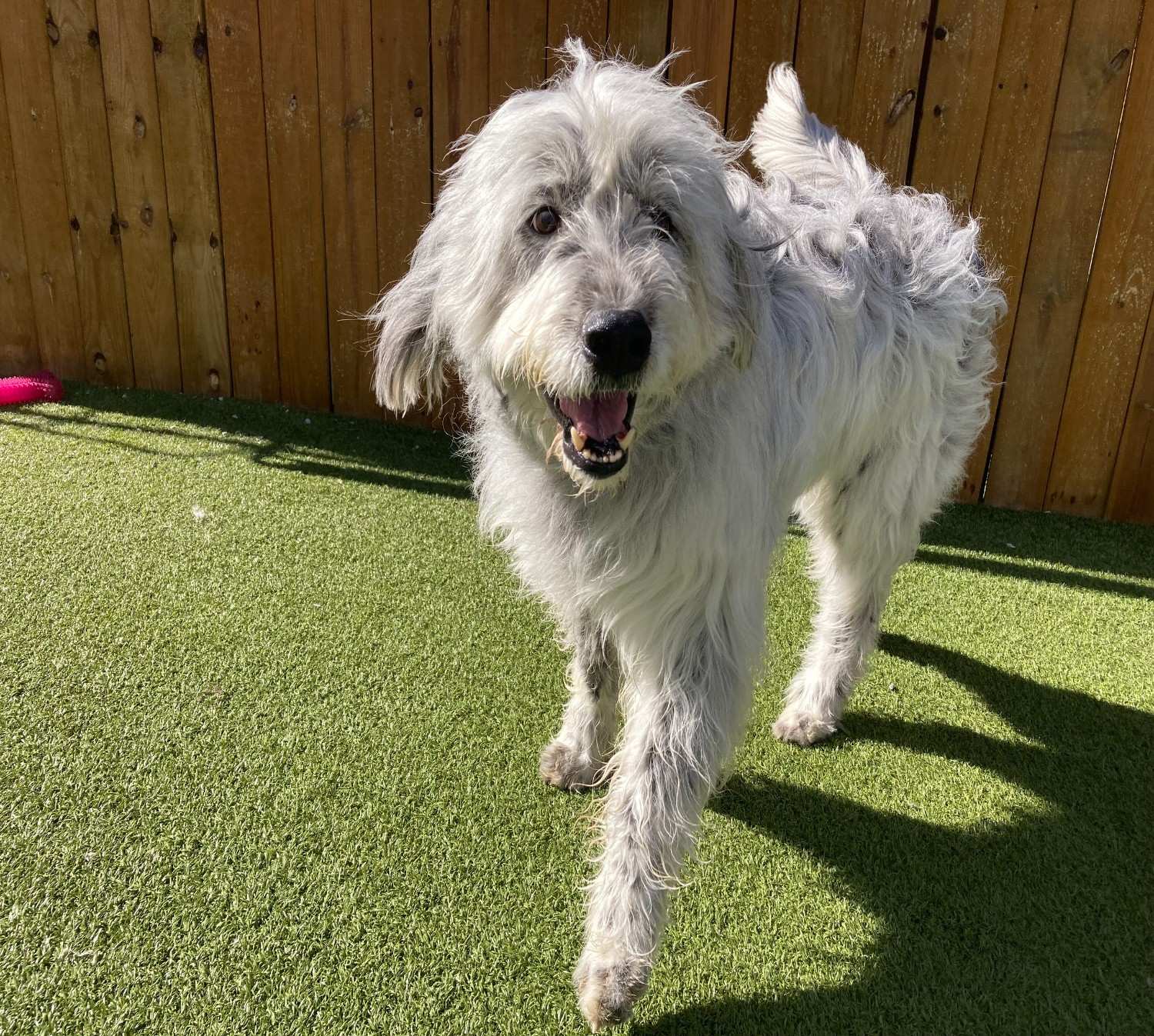 Dog Training at resort 4 paws