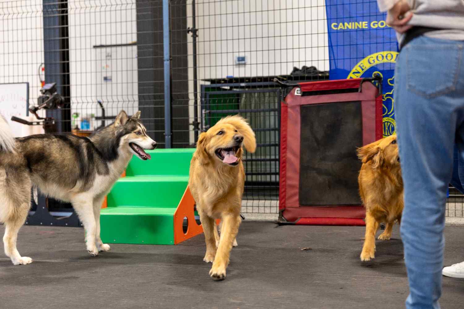dog day care