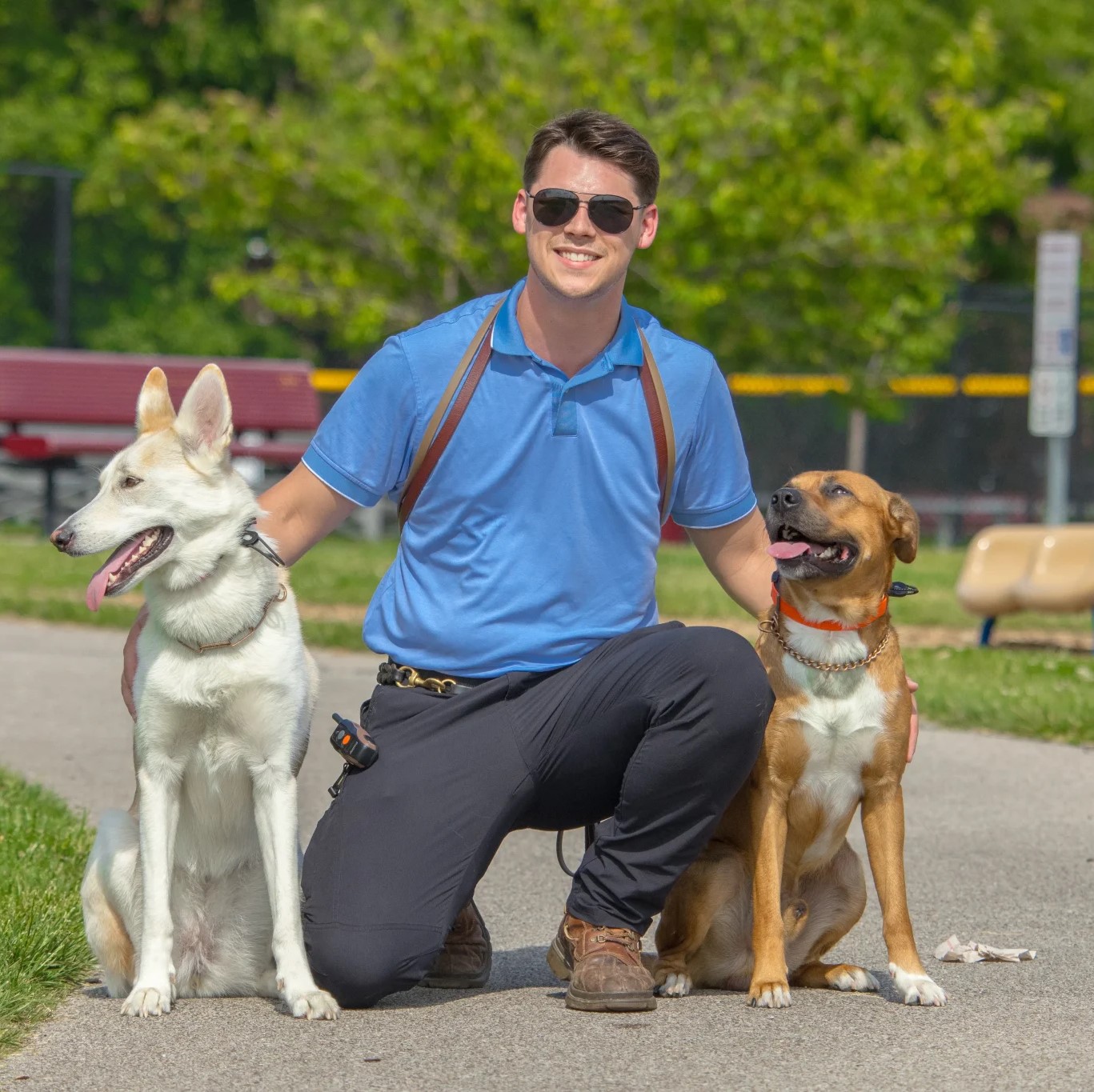 dog training