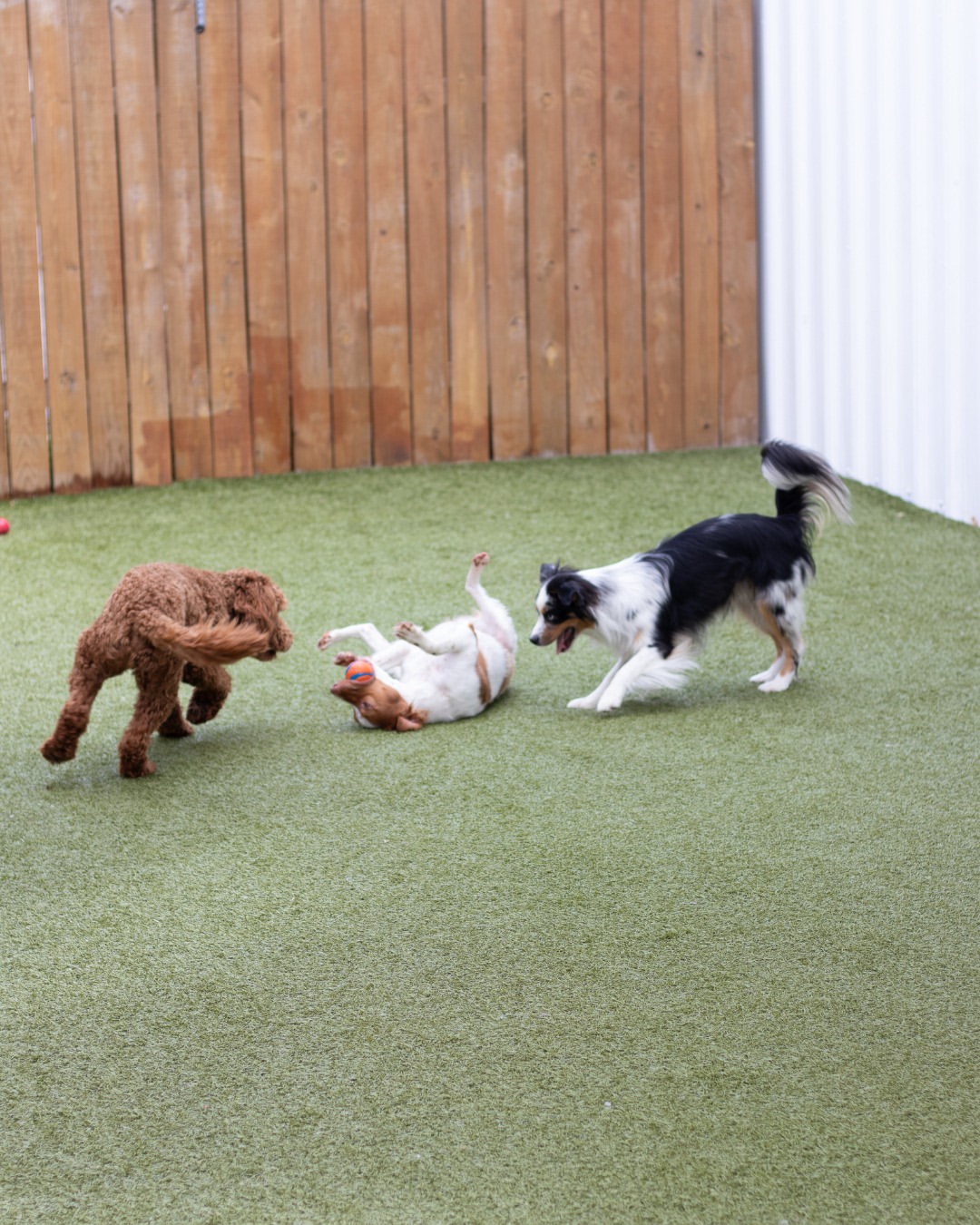 Dog enjoying playtime at Resort 4 Paws